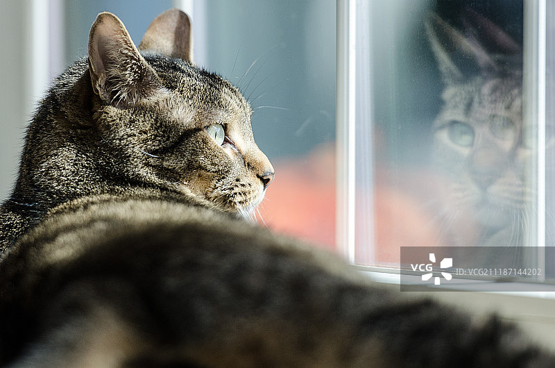 猫咪倒影图片素材