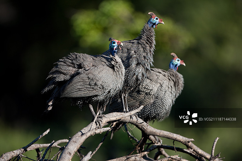 三种珍稀鸟类的景色图片素材