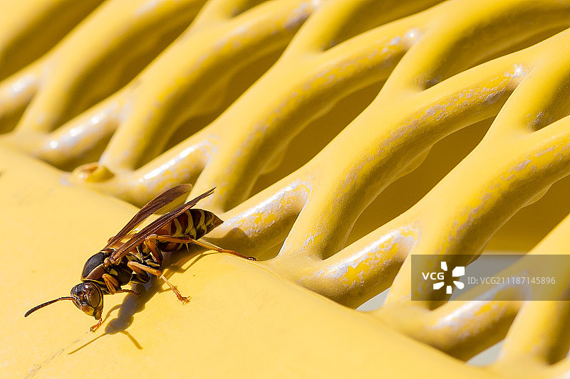 黄蜂，黄色长椅图片素材