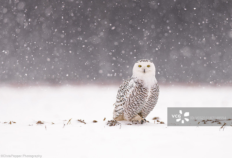 雪鸮在土丘上图片素材