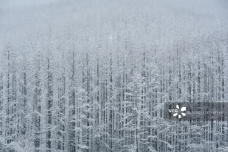大自然的条形码图片素材