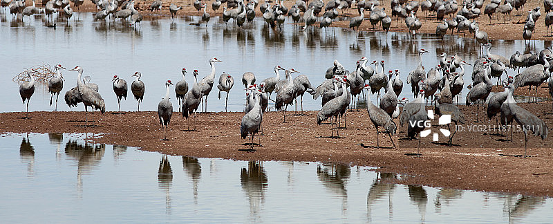 沙丘鹤图片素材