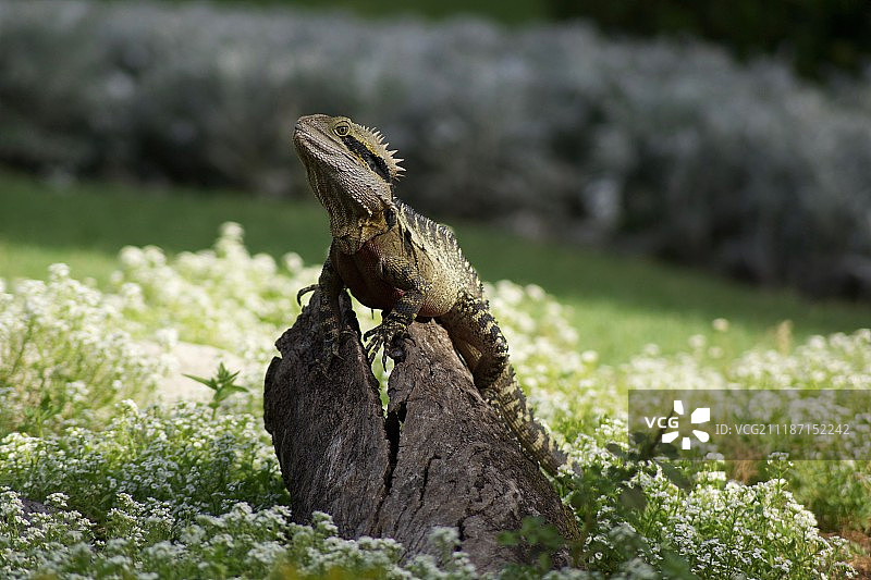 恐龙之王图片素材