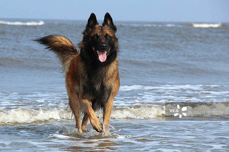 勒内·范·韦斯特雷嫩图片素材