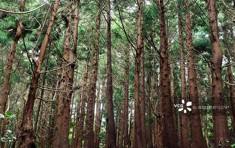 森林中的针叶树图片素材