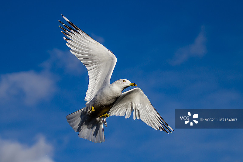 飞翔的加州海鸥图片素材