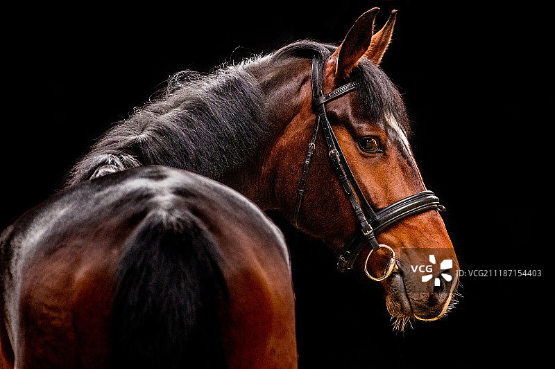 温血阉马图片素材