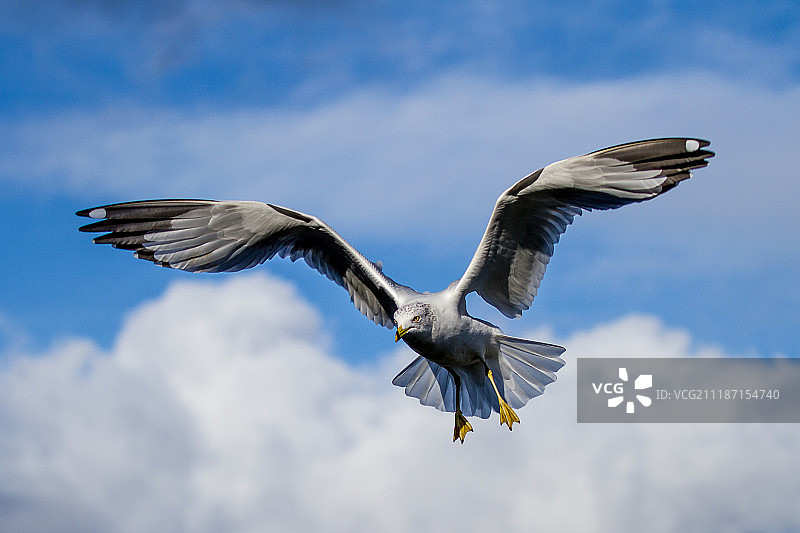 鸟的照片图片素材