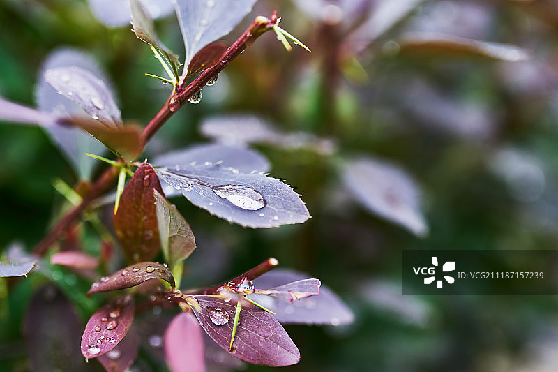 伏牛花枝图片素材