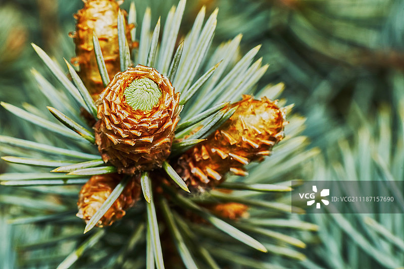 初生的杉果图片素材