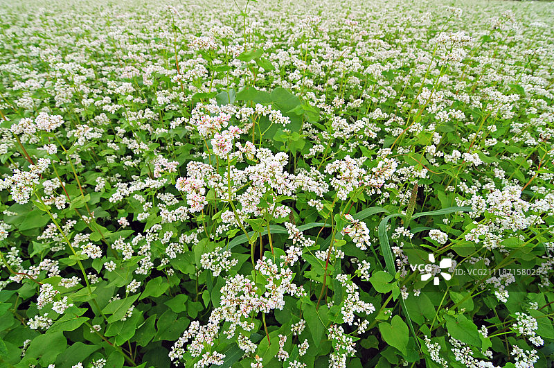 荞麦田图片素材