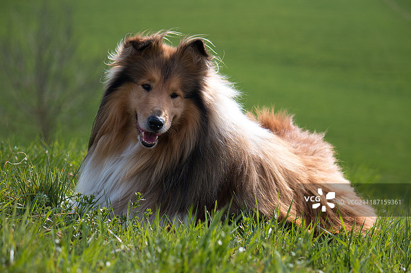 坐在草地上的粗毛牧羊犬图片素材