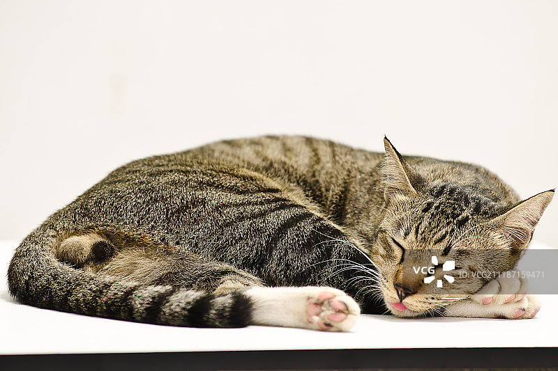 猫咪在白色背景上睡觉图片素材