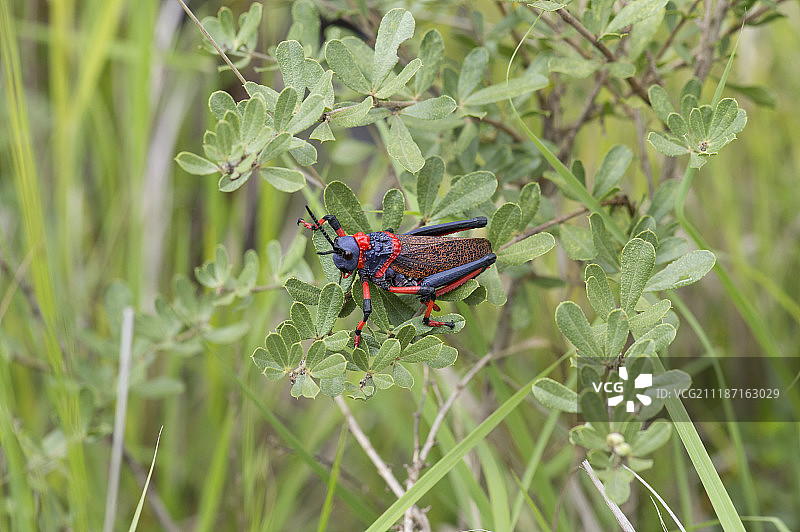 德拉肯斯堡的锥头蝗虫图片素材