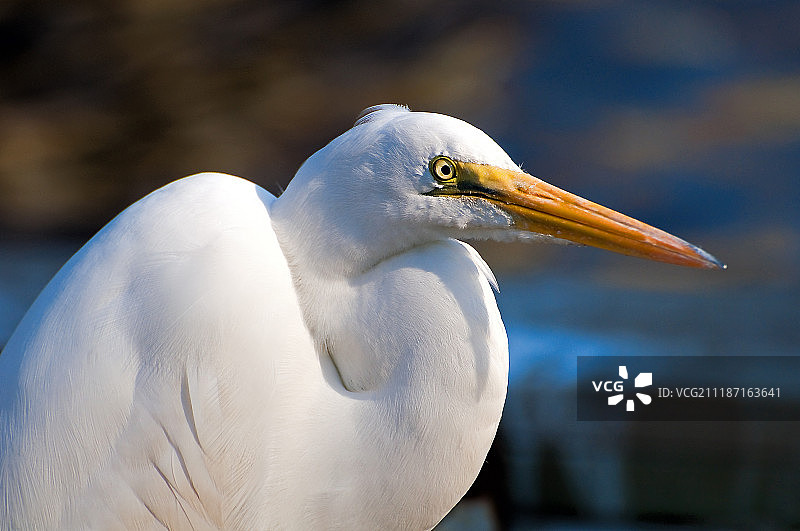 白鹭鸟特写图片素材