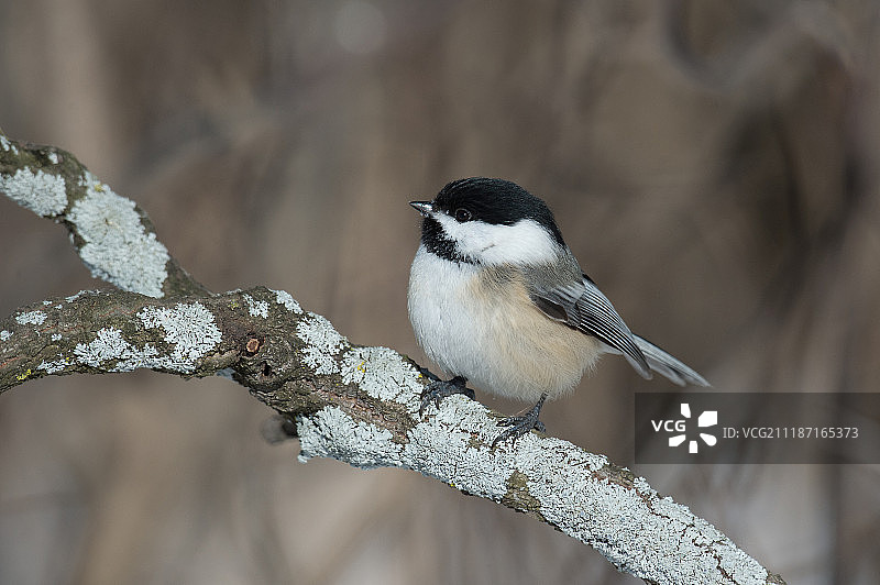 黑顶山雀图片素材