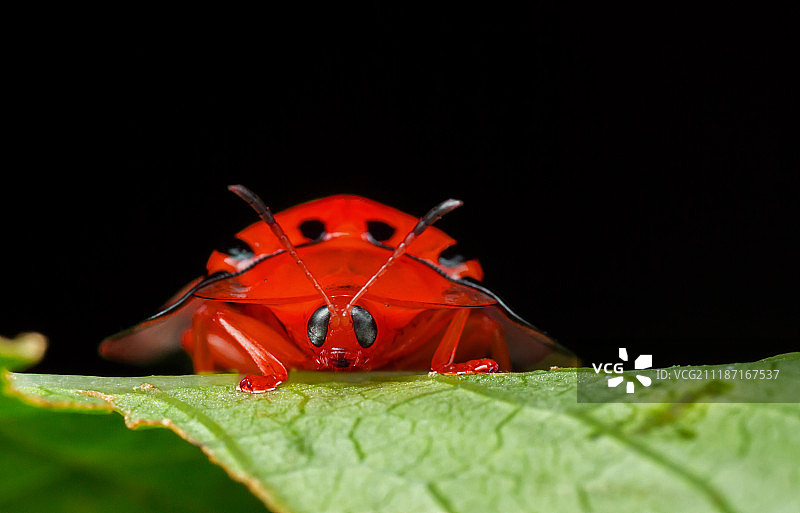 龟甲虫图片素材