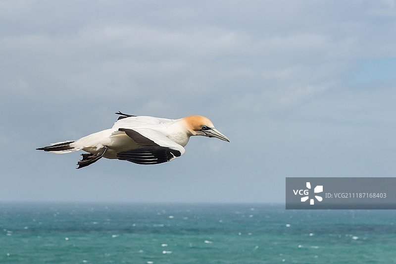 飞行中的塘鹅图片素材