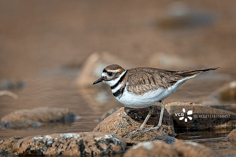 在岩石上图片素材