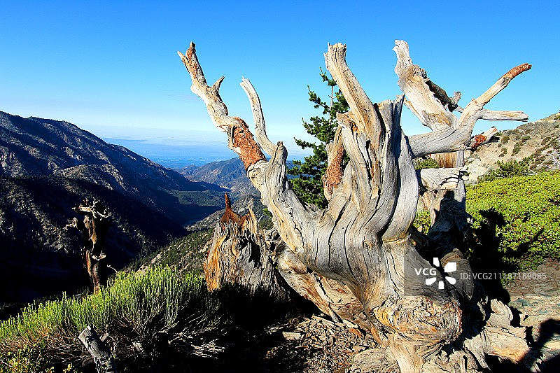 魔鬼脊骨图片素材