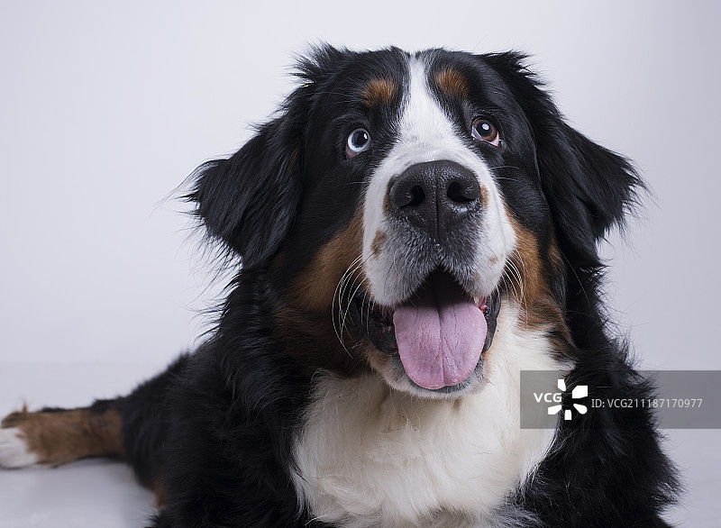 伯尔尼牧羊犬，印度图片素材