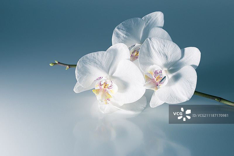 白色的兰花图片素材