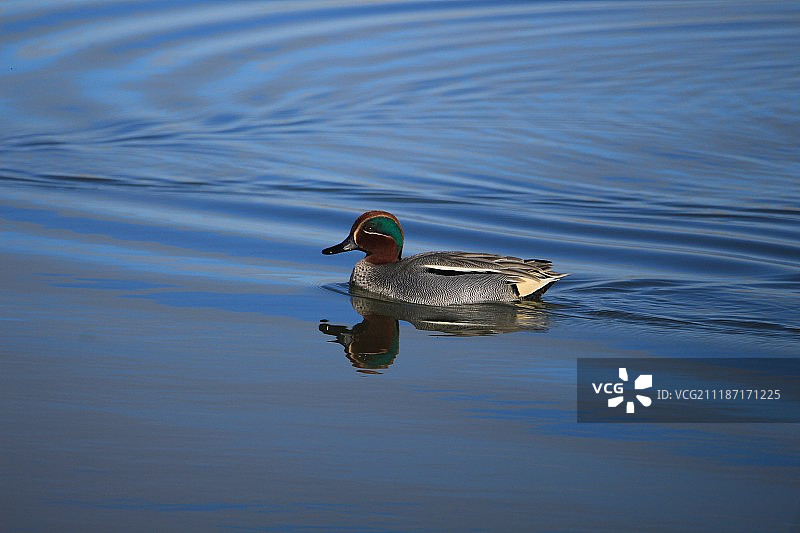卡马格的欧亚小鸭图片素材