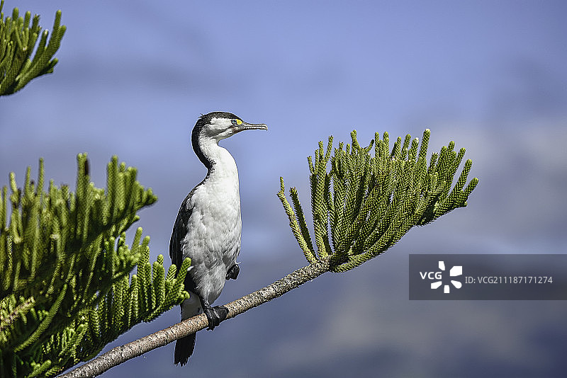 斑鸬鹚图片素材