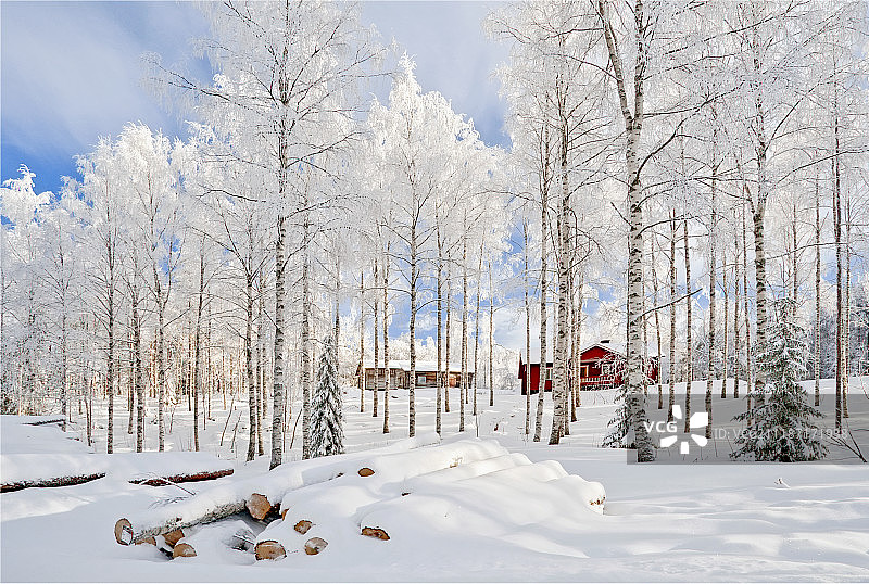 白桦树图片素材