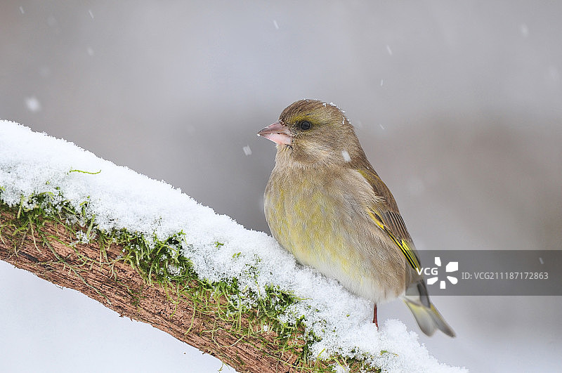 冬季的绿雀图片素材