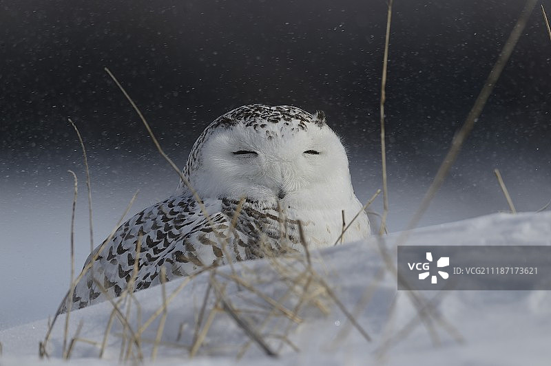 雪鸮图片素材