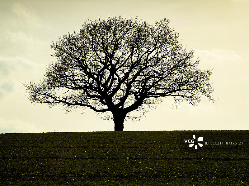 伯克韦尔的孤树，二月图片素材
