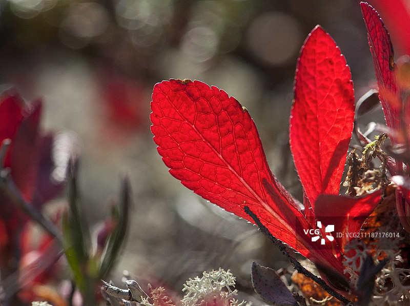 黑果叶图片素材