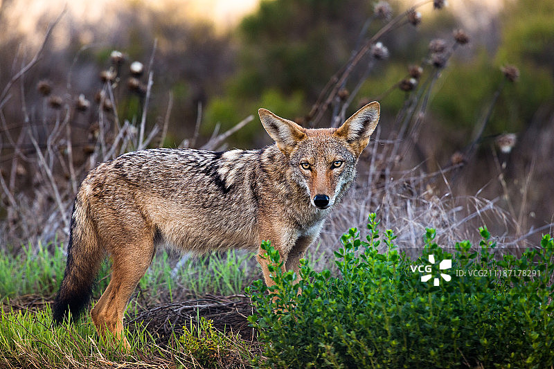 加利福尼亚郊狼图片素材