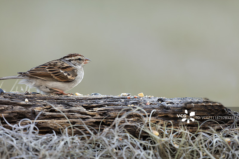 鸟的照片图片素材