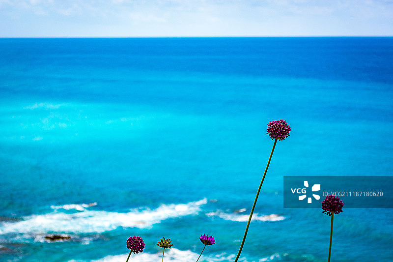 海面上的花朵图片素材
