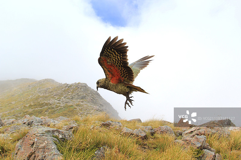 啄羊鹦鹉起飞图片素材