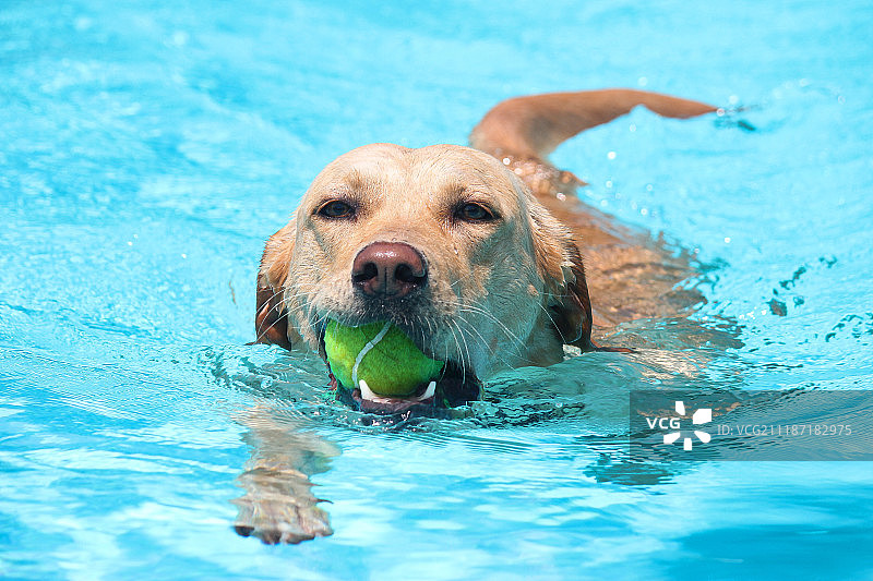 在游泳池里游泳的拉布拉多犬图片素材