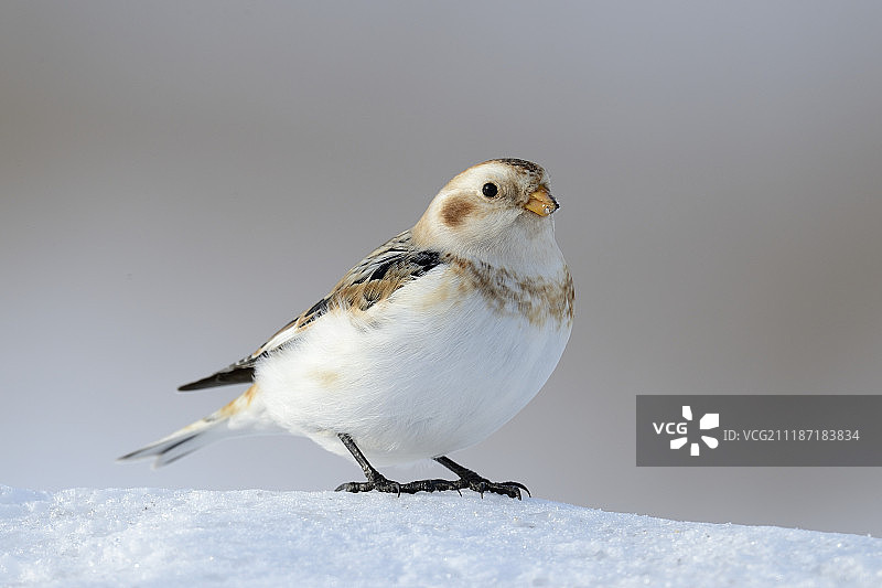 雪鹀图片素材