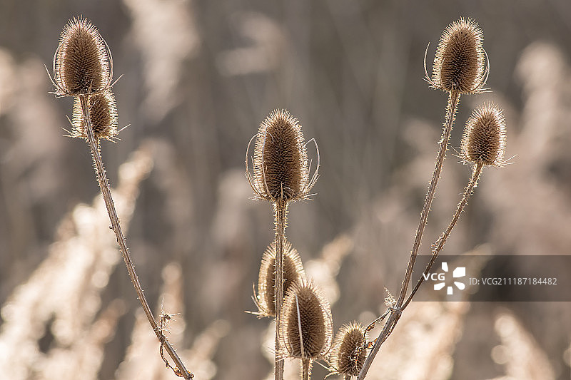 冬日阳光下逆光拍摄的野 Teasel 属植物图片素材