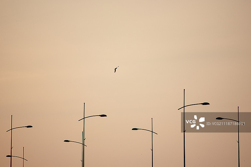 金色时刻的飞行图片素材