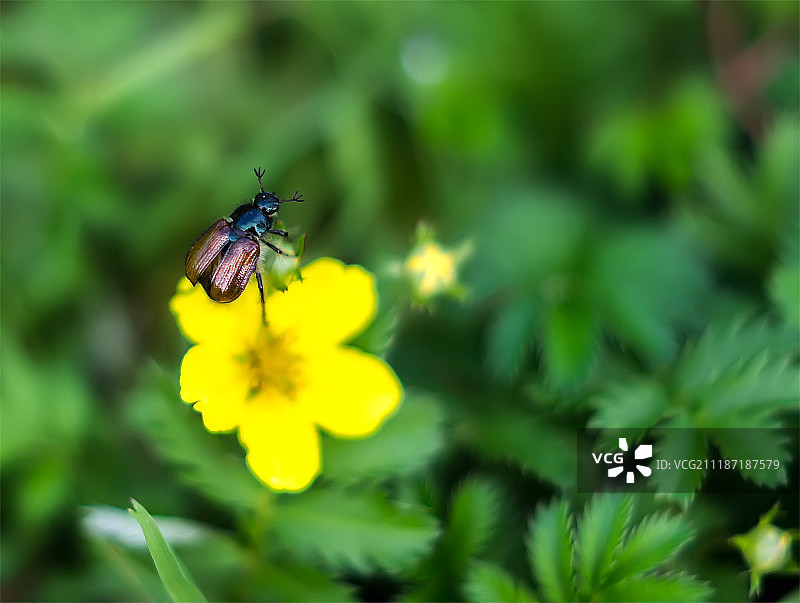 花头上虫子特写图片素材