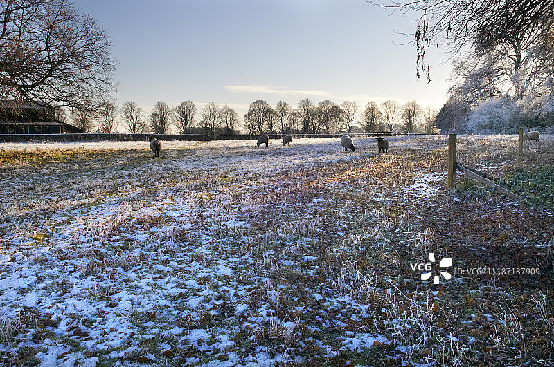 比德斯通绵羊图片素材