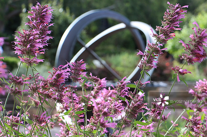花园里的紫色野花图片素材