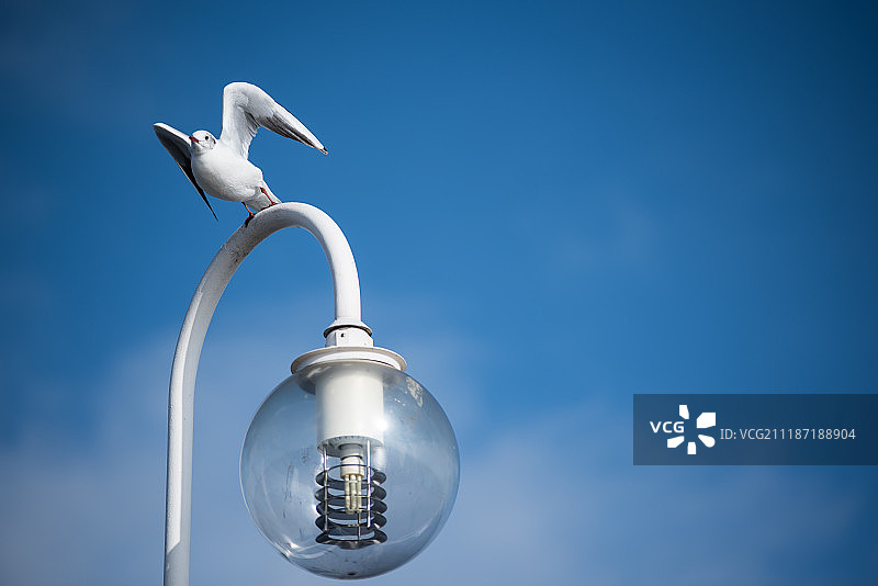 形似雄鹰的海鸥图片素材