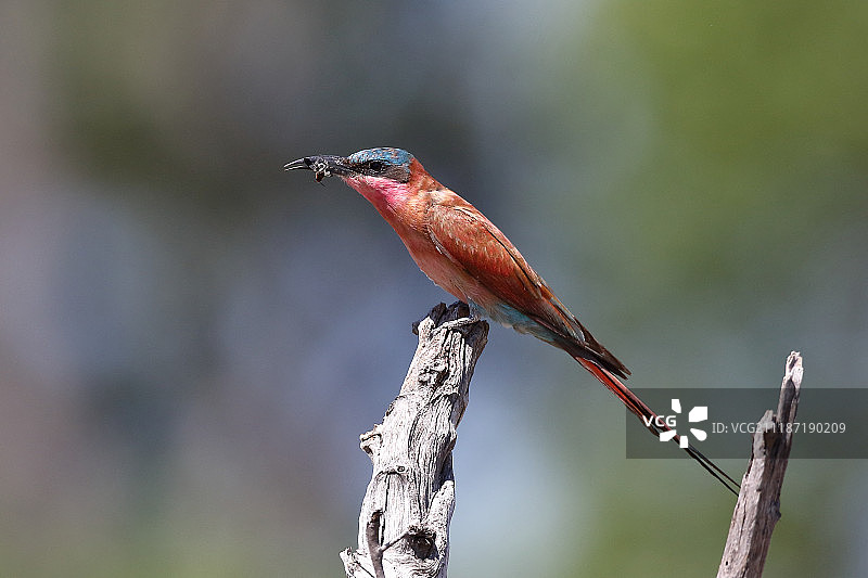 朱红食蜂鸟——博茨瓦纳莫雷米野生动物保护区图片素材