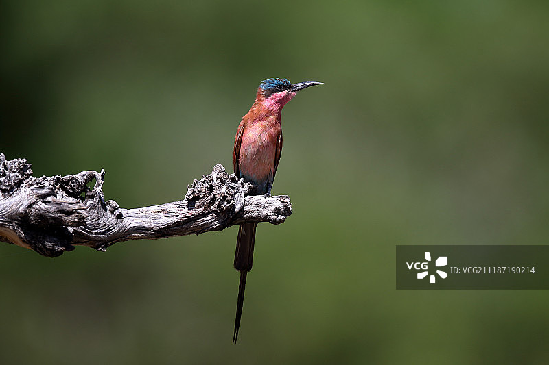 朱红食蜂鸟——博茨瓦纳莫雷米野生动物保护区图片素材