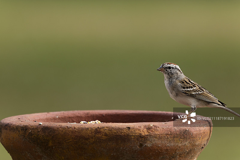 鸟的照片图片素材