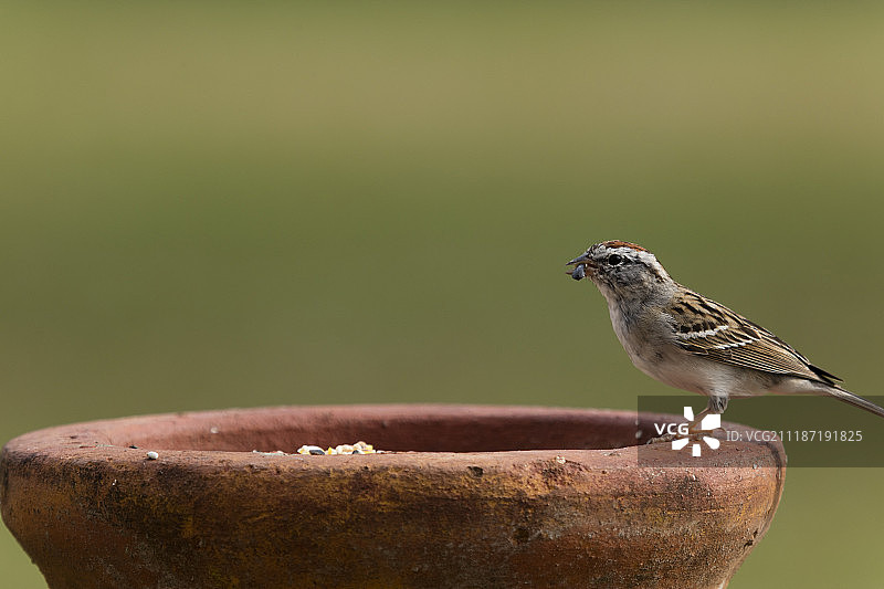 鸟的照片图片素材