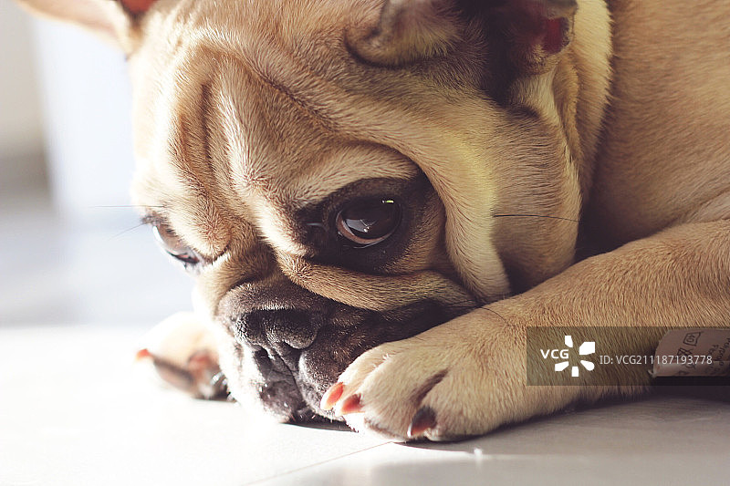 躺着的巴哥犬图片素材